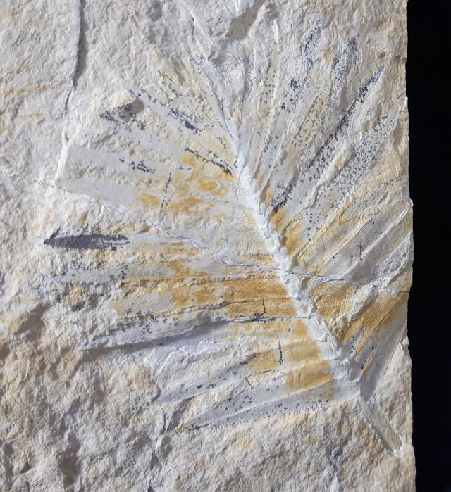Zamites feneonis BRONGNIART - Bild &copy; FossNet FossilienStore